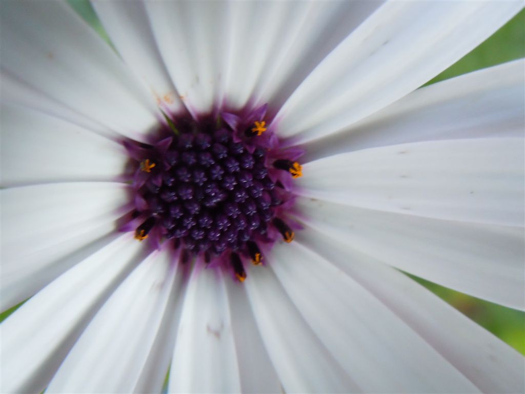 Fiore dubbio - Osteospermum ecklonis